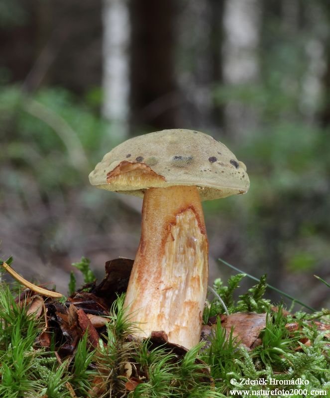 hřib osmahlý, Xerocomus ferrugineus (Houby, Fungi)